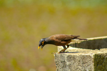 red tailed hawk buteo