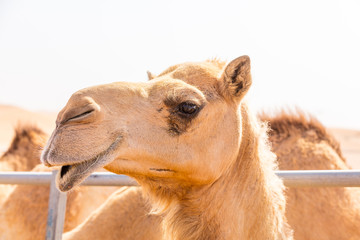 Obraz premium Kamel