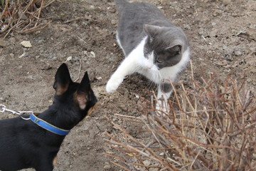 cat attacks a small dog Russian toy Terrier on a walk