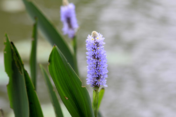 purple hyacinth flower