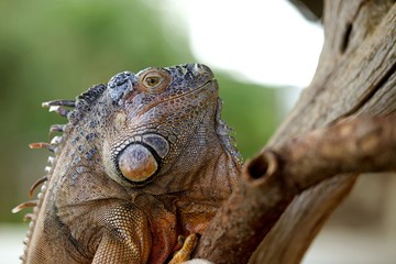 Iguane