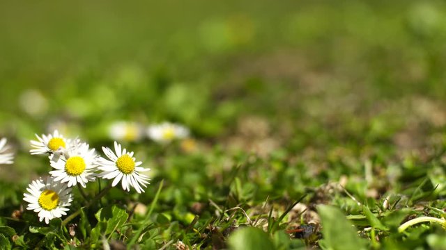 Stokrotka, biały kwiat 