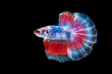 Thai fighting fish moving dancing action with nice halfmoon tail fin, multicolor on black background.  Thailand siamese fighting fish.