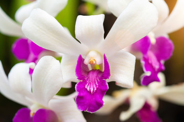 Fresh orchid flower white and purple violet color, beautiful flower Bangkok Thailand.