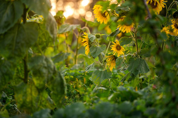 field of sunflowers