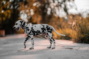 
Dogs running in the streets