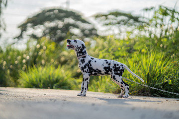 
Dogs running in the streets