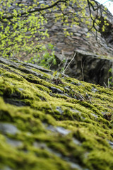 moss on the rock