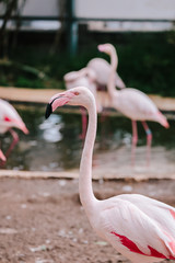pink flamingos in the pond at the zoo with a mark on the foot