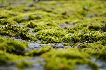 moss on the rock