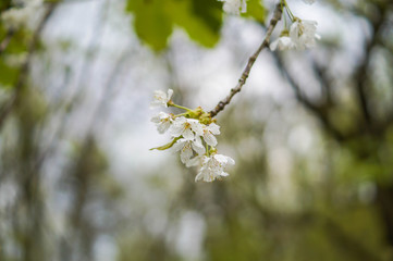 spring blossom