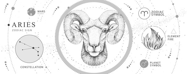 Modern magic witchcraft card with astrology Aries zodiac sign. Realistic hand drawing ram or mouflon head. Zodiac characteristic