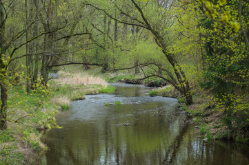 river in spring nature