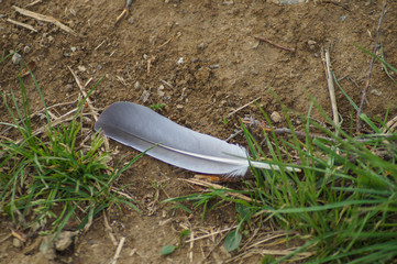 feather on the ground
