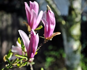 Różowe kwiaty magnolii © Sawomir