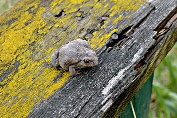 An earthen toad sits on an old earth.