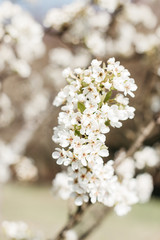 White peach blossom in spring for background or copy space for text. Abstract spring seasonal background with white flowers. 