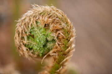 eingerollter Farnwedel im Frühling mit giftigen Drüsenhaaren
