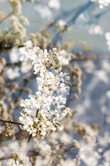 Fototapeta premium White peach blossom in spring for background or copy space for text. Abstract spring seasonal background with white flowers. Double exposure photo.
