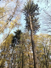 Fototapeta premium trees in autumn