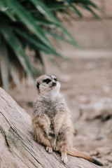 Fototapeta premium meerkat sits on a tree in a zoo