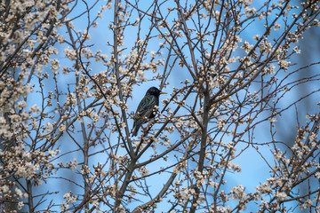 European starling on blossoming plum.