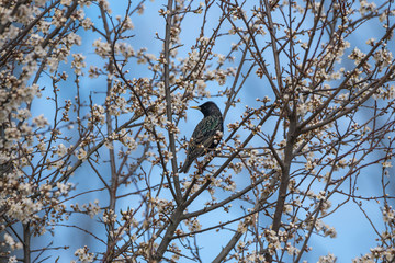 European starling on blossoming plum.
