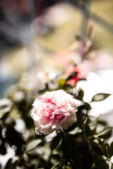 bouquet of a pink rose