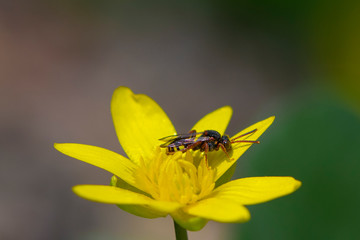 
wasp sits on a yellow flower

