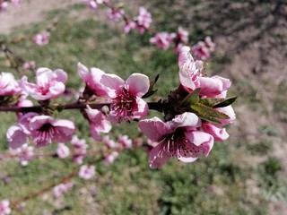 pink and white flowers