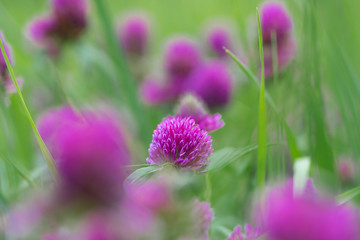 Fototapeta premium blooming clover in green grass