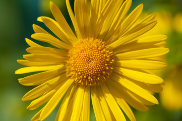 yellow camomile on a green background