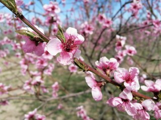 pink cherry blossoms