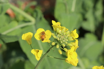 한국 제주도에서 봄에 피는 유채꽃