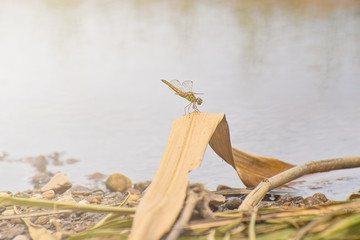 dragonfly on dried leaf in river