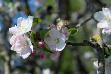 Apfelbl&uuml;ten