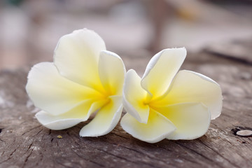 Fototapeta na wymiar Close up of White yellow flowers on old dark wooden with blurred background, (Plumeria, Frangipani) 