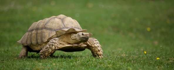 Sulcata tortue africaine - nature pelouse marche - obrazy, fototapety, plakaty