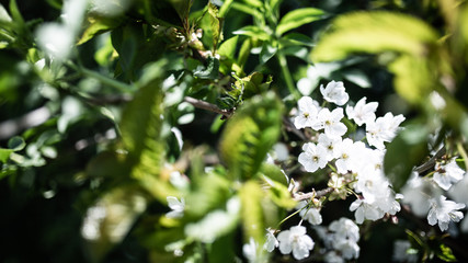 Fototapeta premium white flowers on the tree
