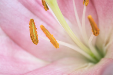 Macro Pistil, Anther and Style of a Lily Flower