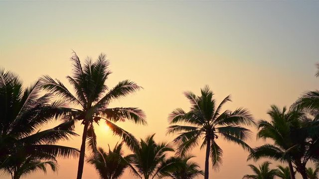 Beautiful tropical silhouette view of Palm tress with sunset in the background on a clear sky.