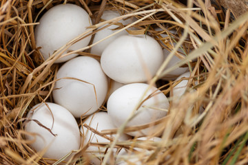 Duck eggs in a nest made of rice straw