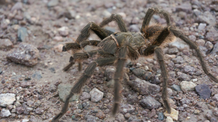 tarantula spider in its environment