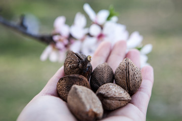 Freshly picked almonds in hand on a background of almond trees