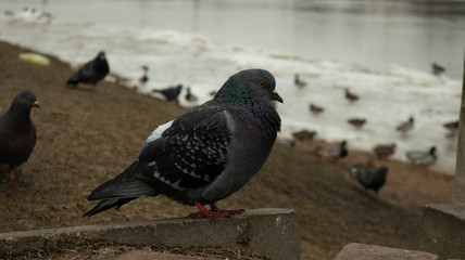 multicolored pigeon close-up on the background of the river