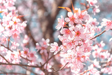 Fototapeta na wymiar Amazing Beauty Admire Sakura Cherry Blossoms Blooming Naturally 