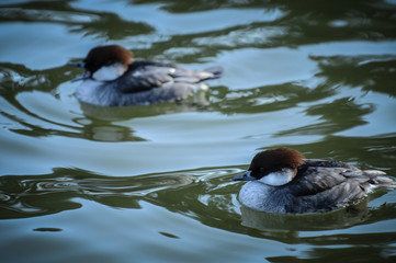 Smew