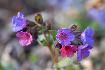 The flower of lungwort, Pulmonaria officinalis