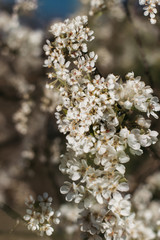 White peach blossom in spring for background or copy space for text. Abstract spring seasonal background with white flowers. Double exposure photo.