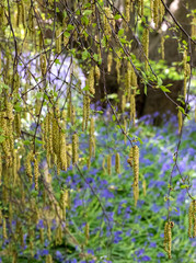 Catkins growing on a catkin tree amidst a carpet of wild bluebells, photographed at Old Park Wood nature reserve, Harefield, Hillingdon UK. The woods is an ancient woodland.